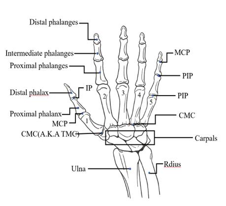 fig2