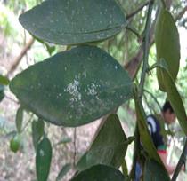 fig2