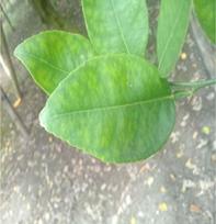 fig3