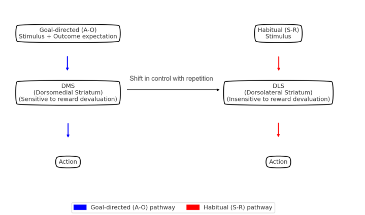 Figure 1. Conceptual model of striatal control shift from goal-directed to habitual behavior