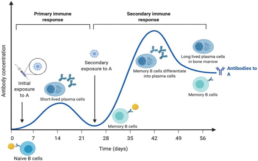 Figure 1. Antibody concentration of primary and secondary immune response [4].