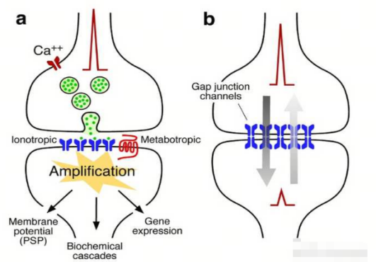 Figure 1. Demonstration of the synaptic signal transmission process