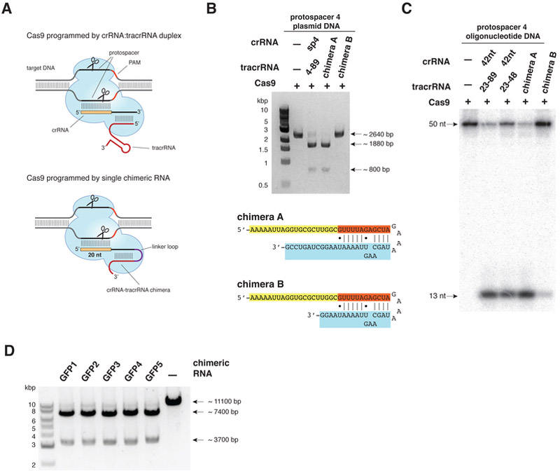 Figure 1. Schematic diagram of the CRISPR/Cas9 mechanism of action [7]