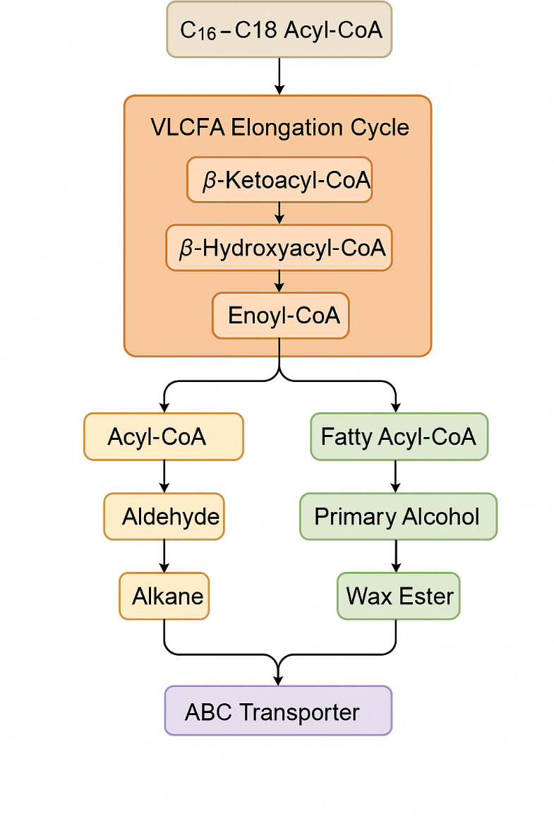 Figure 1. A simplified schematic of the primary cuticular wax biosynthetic pathway in kale.