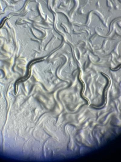 Figure 1. The C. elegans