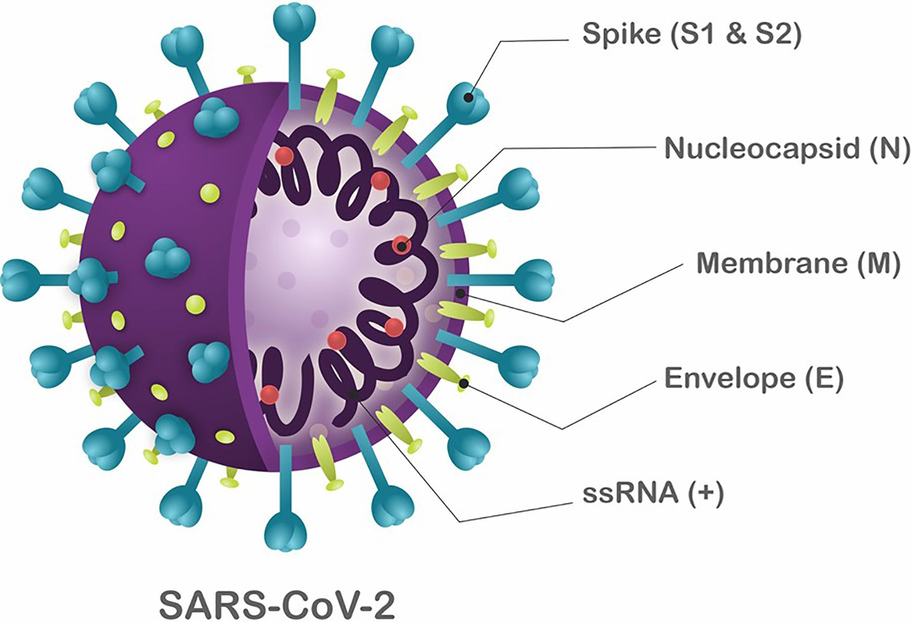 Figure 1. SARS-CoV-2 structure diagram [4].