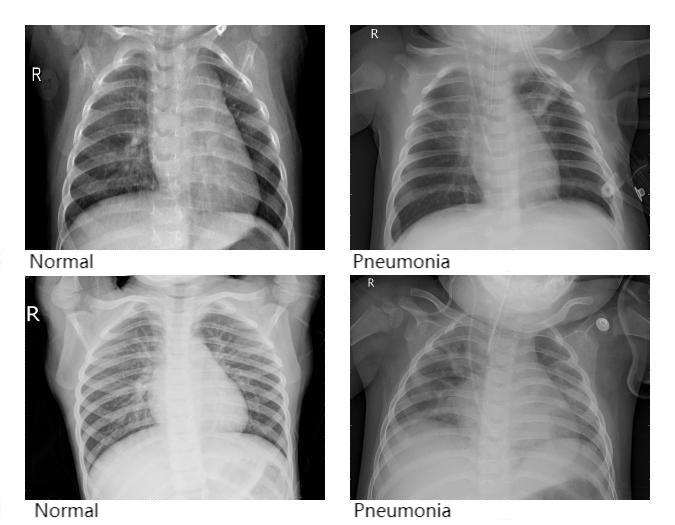 Figure 1. Sample images from the dataset