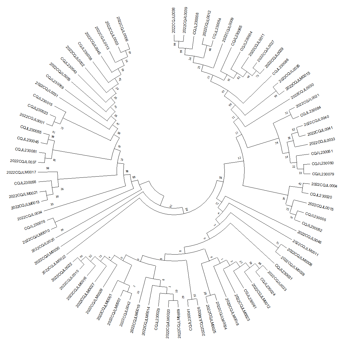 Figure 1. Phylogenetic Tree of HIV pol Gene Region Sequences