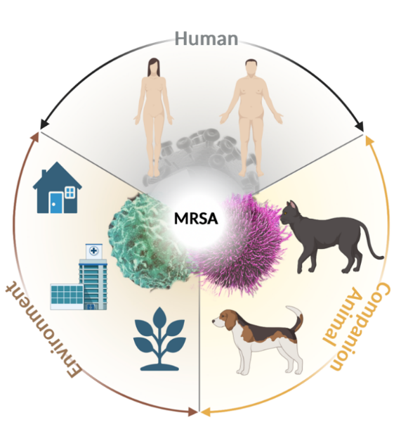 Figure 1. Bidirectional transmission of MRSA in the human-pet-environment cycle.