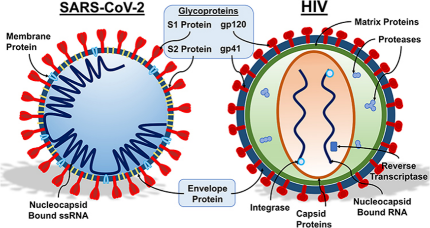 Figure 1. Glycoproteins on the surfaces of SARS-CoV-2 and HIV proteins