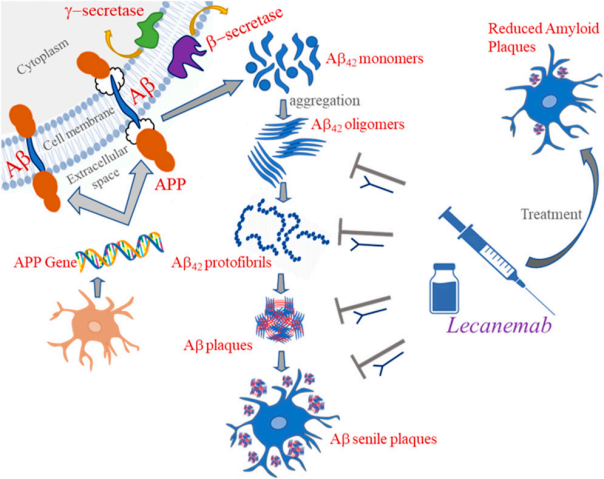 Figure 1. Mechanism of action of lecanemab [7]