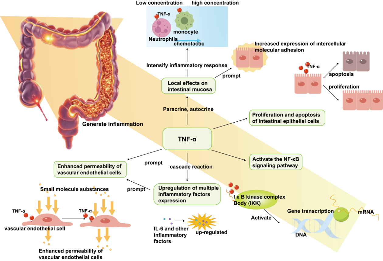 Figure 2. TNF-α triggers inflammatory metabolism in colon with functional impairment of the intestinal barrier.