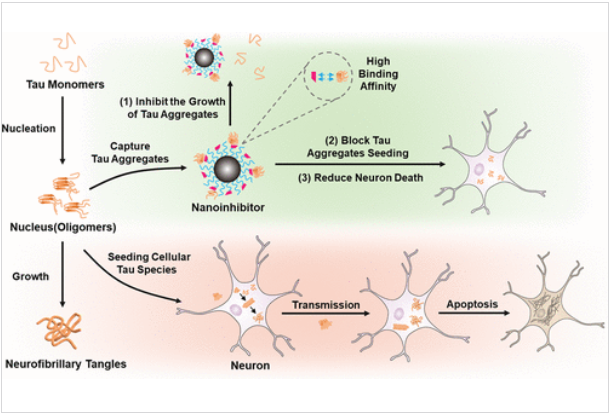 Figure 2. Illustration of the Regulation Mechanism of the Nanoinhibitor on Tau Protein [8]