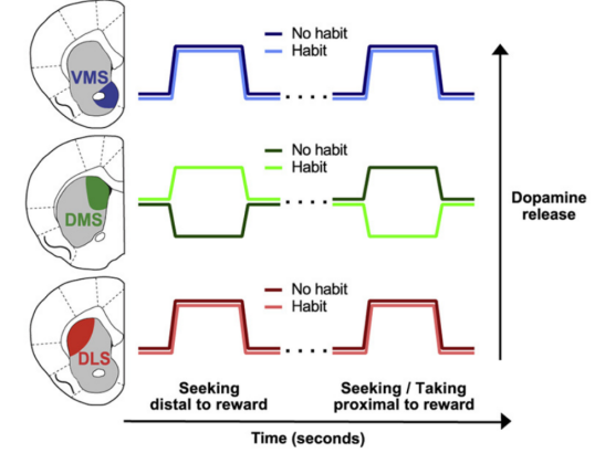 Figure 2. Dopamine dynamics in ventromedial striatum (VMS), DMS, and DLS during reward-seeking behavior [1].