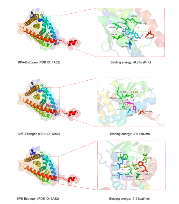 Figure 2. Molecular docking interactions of BPA, BPF, and BPS with the estrogen receptor (PDB ID: 1A52)