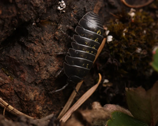 Figure 2. The photo of armadillidium vulgare