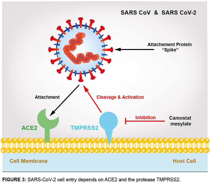 Figure 2. Process of viral entry into the host cell [5].