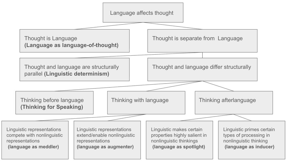 Figure 2. Classes and subclasses of hypotheses on how language might affect thought. Adapted from [37].