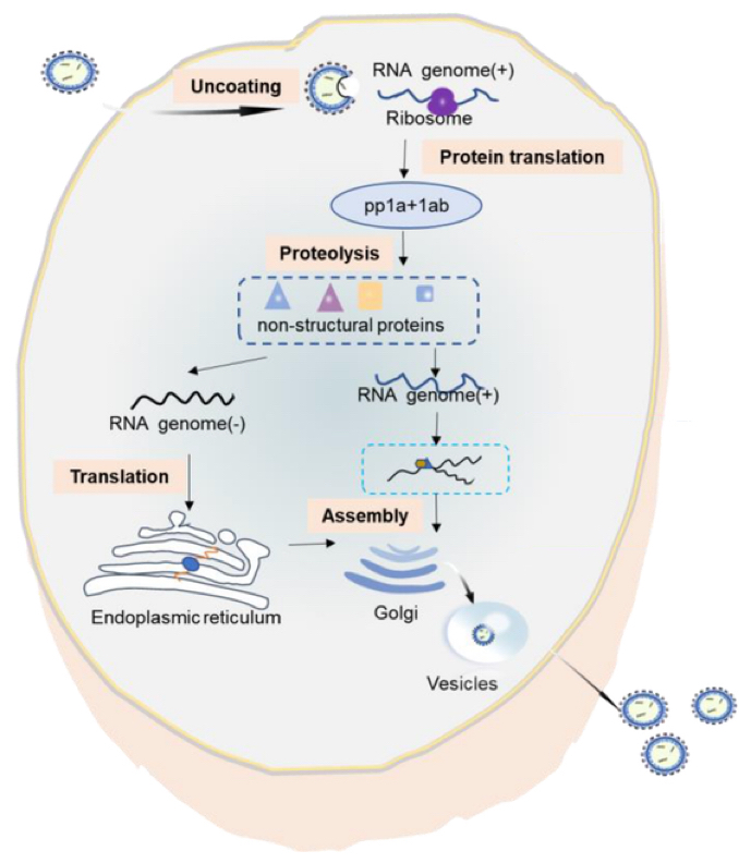 Figure 3. replication process inside the host cell [6].
