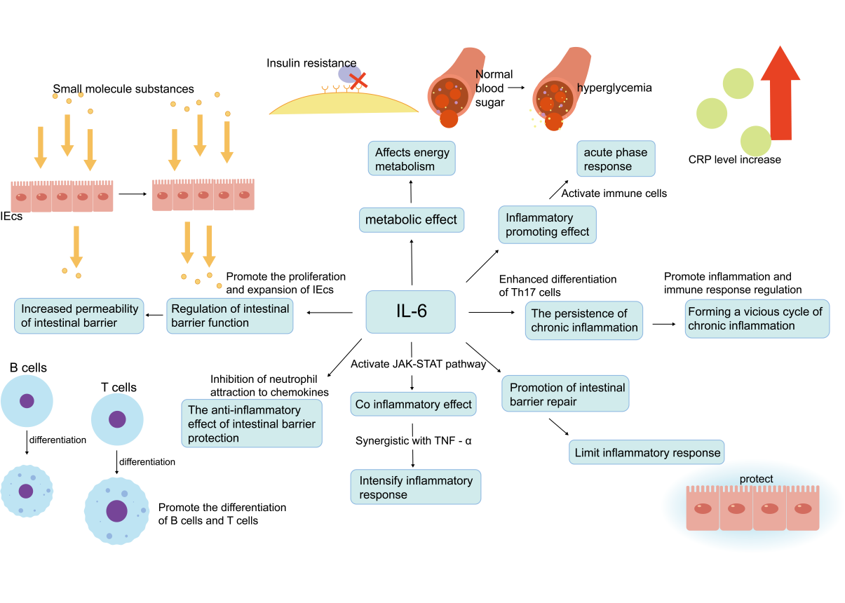 Figure 3. Mechanism of action of IL-6