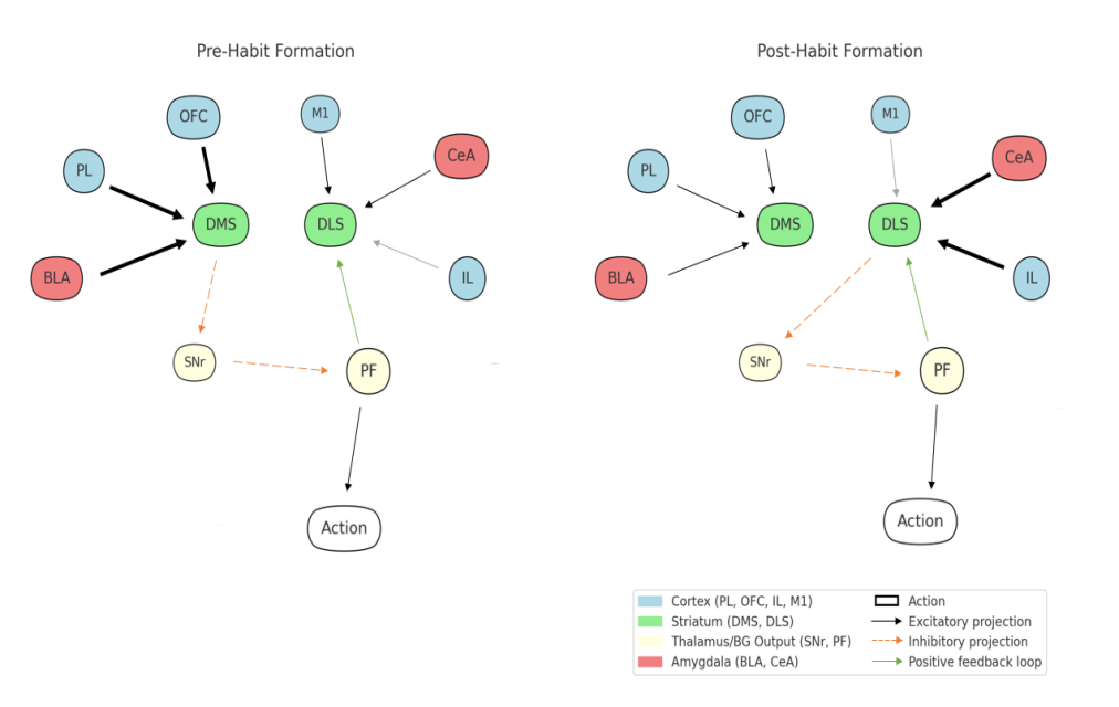Figure 3. Reorganization of cortico-basal ganglia-thalamic circuits accompanying habit formation.