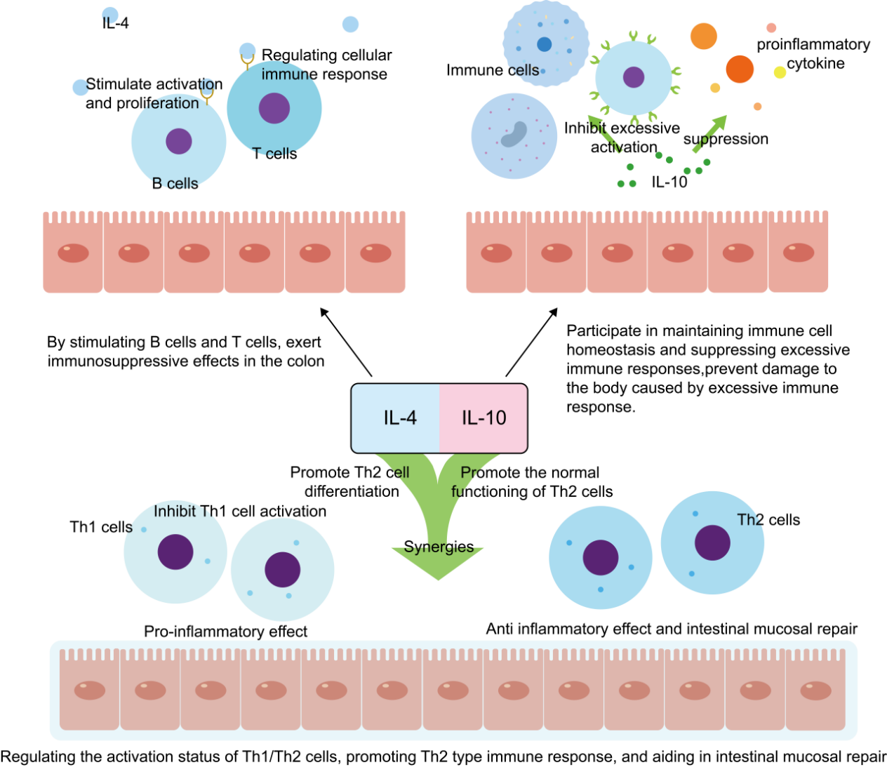 Figure 4. Mechanisms of action of IL-4 and IL-10