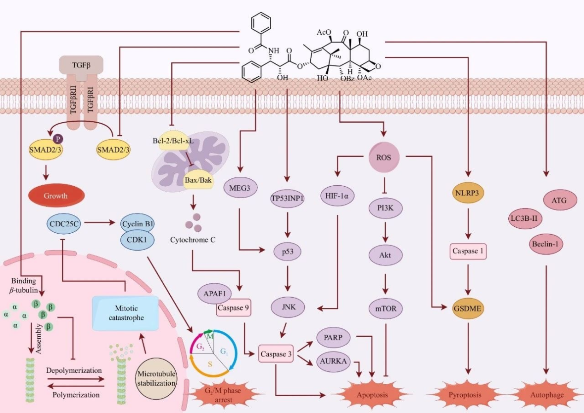 Figure 4. Mechanism of paclitaxel [10]