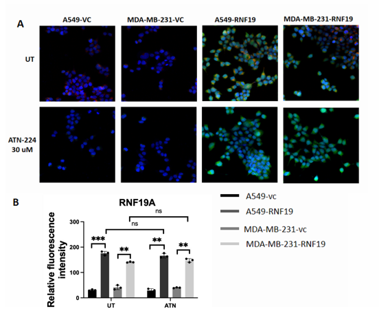 Figure 5. The Subcellular localization of RNF19A by SOD1 inhibitor