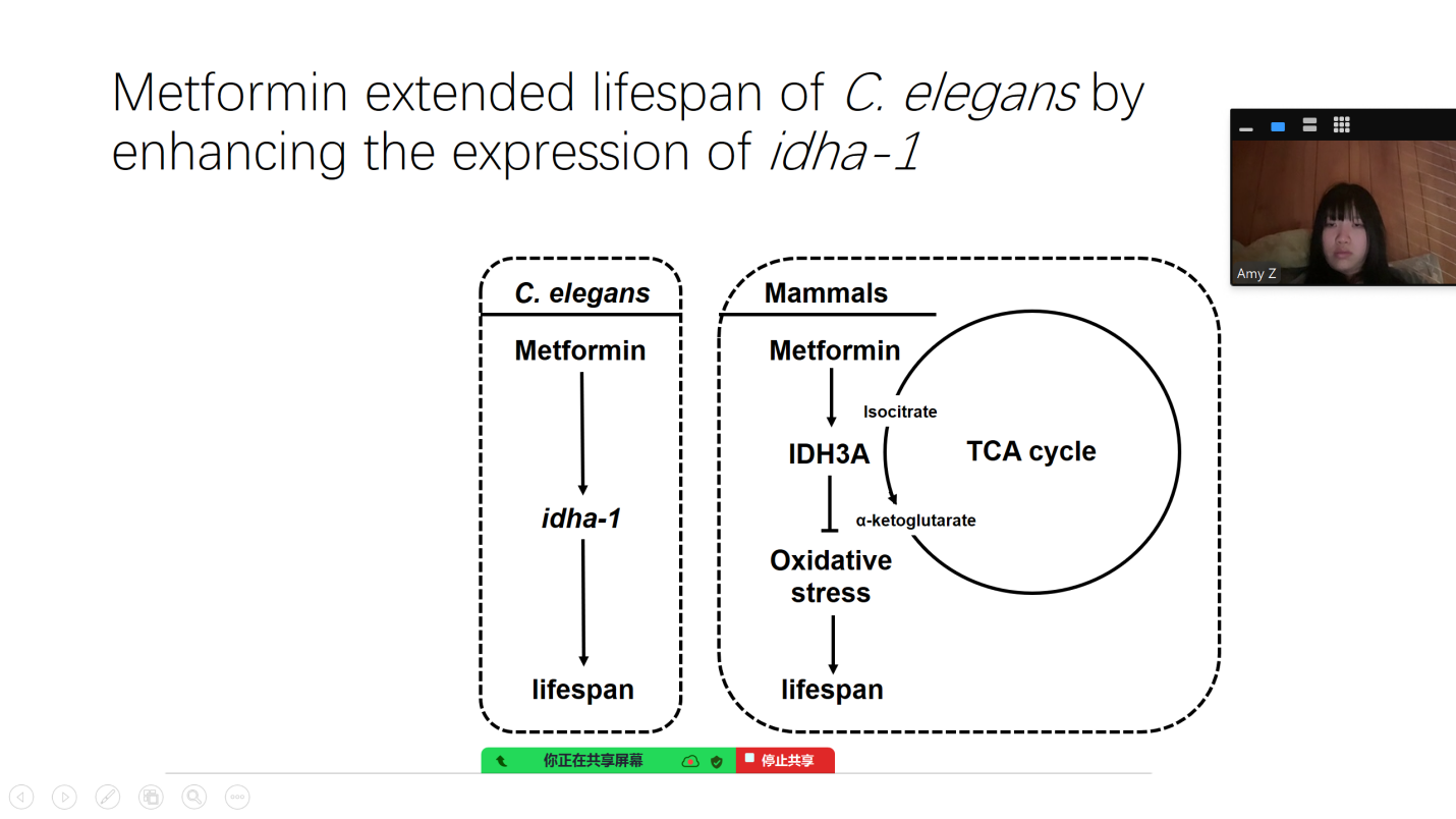 Figure 5. The schematic graph of metformin mechanism on extending lifespan.
