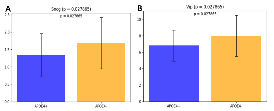 Figure 5. Reduced Sncg and Vip cell proportions in the MTG region of ApoE4+ individuals. (A) The proportion of Sncg cells was significantly lower in ApoE4+ individuals compared to ApoE4- individuals (t-stat = -2.117567, p = 0.038687). (B) The proportion of Vip cells was also significantly reduced in ApoE4+ individuals (t-stat = -2.300484, p = 0.024877). Bars represent mean cell proportions, with error bars indicating standard deviation. The p-values are displayed above the bars