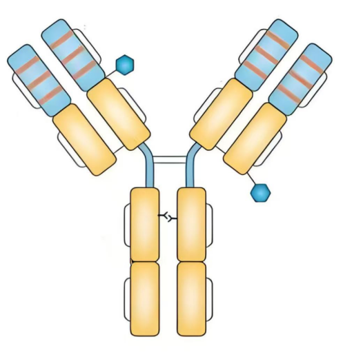 Figure 5. Structure of trastuzumab