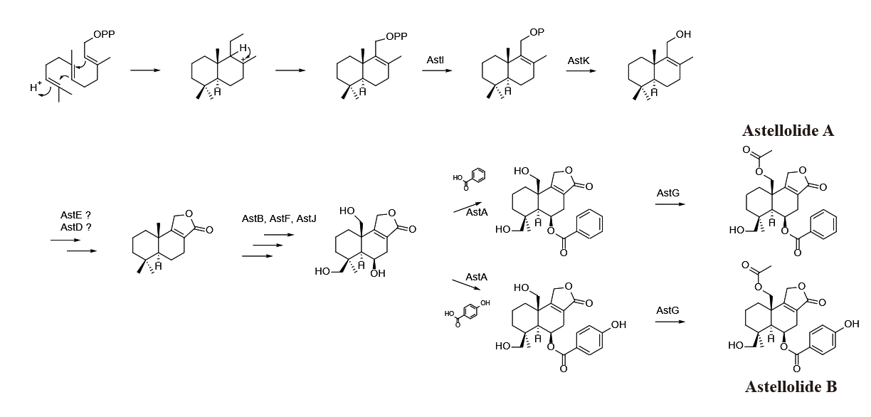 Figure 4. Biosynthesis route of Astellolide A and B