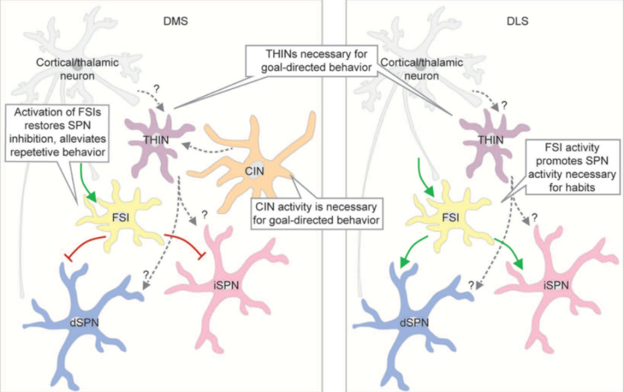 Figure 6. Cell-type composition and interactions within DMS and DLS [18].
