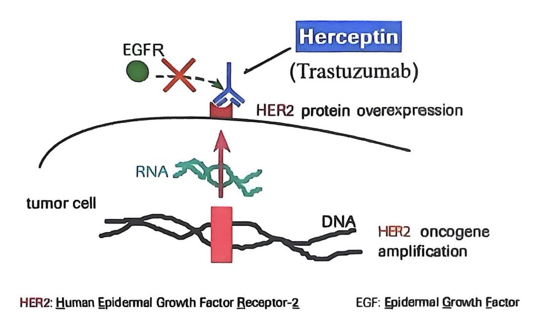 Figure 6. Trastuzumab acting on HER2