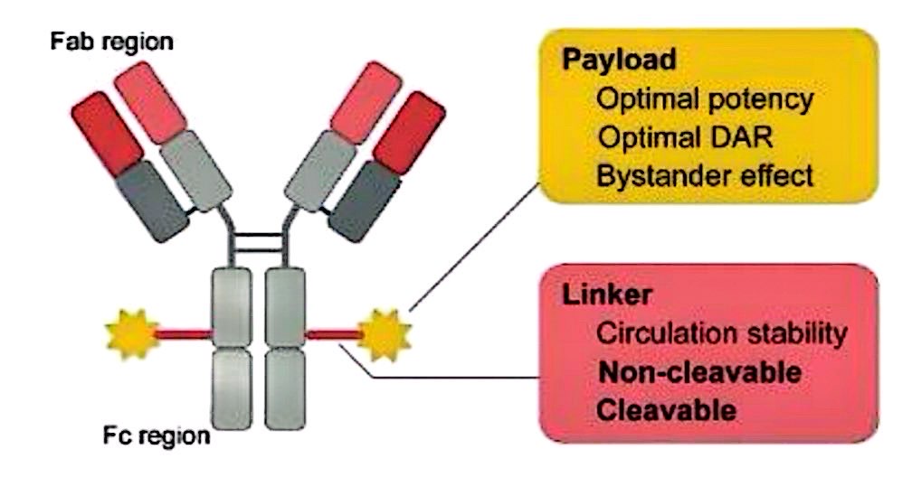 Figure 7. Antibody-drug conjugate (ADC)